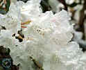 Rhododendron 8T53D-12